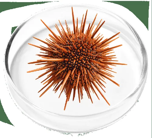 Coenzyme Q10 (CoQ10)