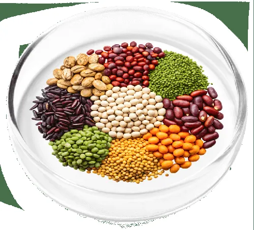 L-Theanine amino acid