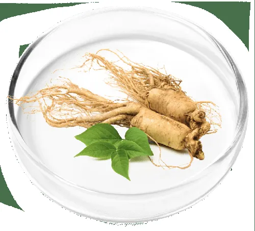 Rhodiola Rosea adaptogen